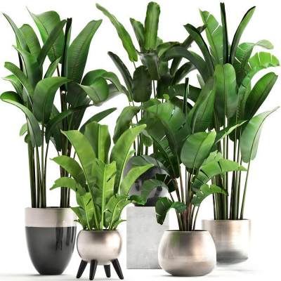 现代植物盆栽-1